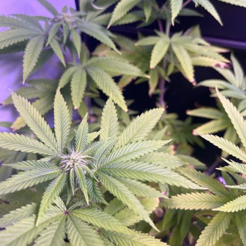 Vx Fruity Loops growlog timeline photo