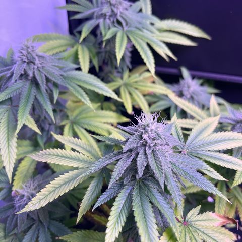 Vx Fruity Loops growlog timeline photo