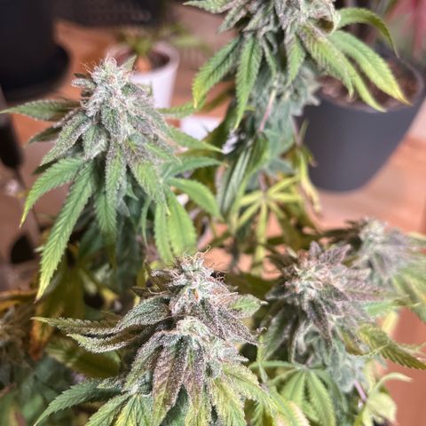 Vx Fruity Loops growlog timeline photo