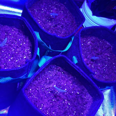 Colombiana  growlog timeline photo