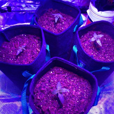 Colombiana  growlog timeline photo
