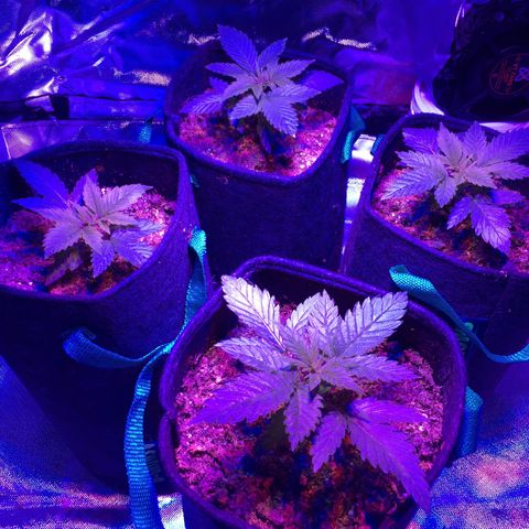 Colombiana  growlog timeline photo