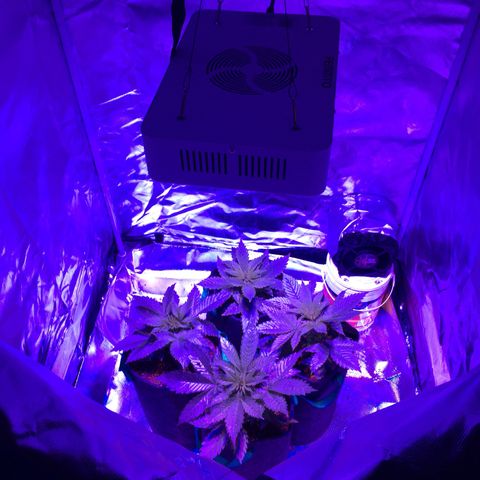 Colombiana  growlog timeline photo