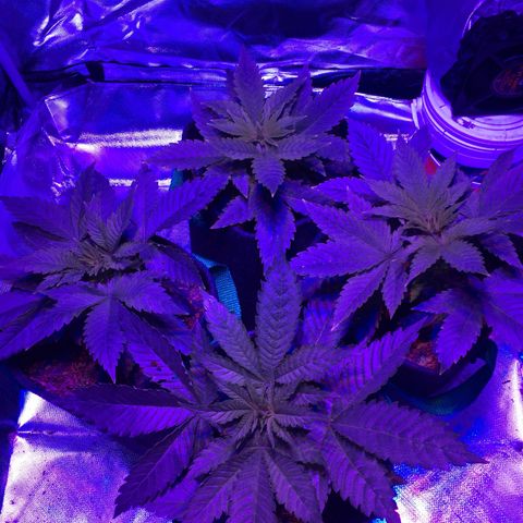 Colombiana  growlog timeline photo