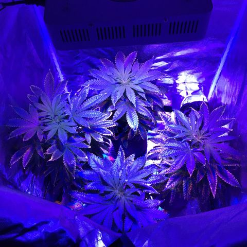 Colombiana  growlog timeline photo