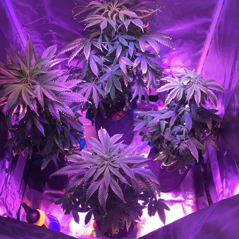 Colombiana  growlog timeline photo