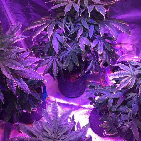 Colombiana  growlog timeline photo