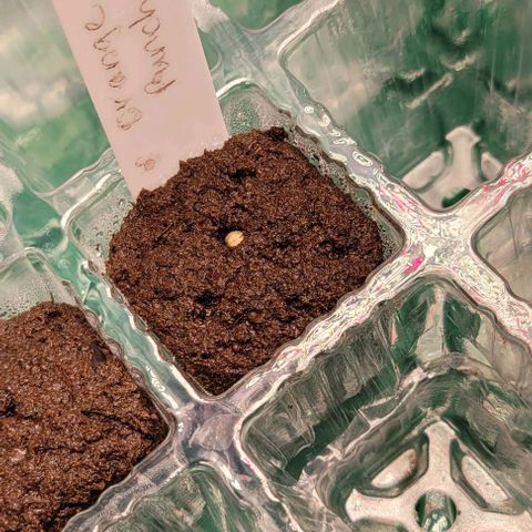 Gorilla Zkittles 1 growlog photo: Mimosa is starting to peak out of plug. Gorilla Skittles has pushed its way out 1/8 inch. 