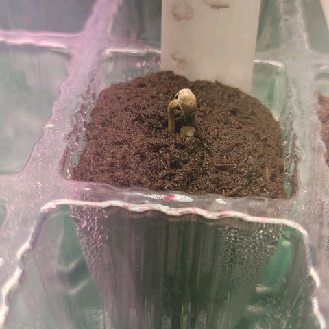 Mimosa x Orange Punch 1 growlog timeline photo