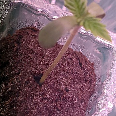 Gorilla Zkittles 1 growlog timeline photo