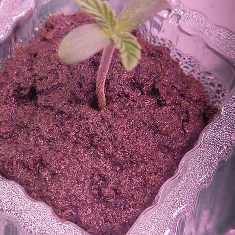 Mimosa x Orange Punch 1 growlog timeline photo