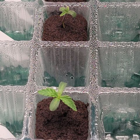 Bling Berry 1 growlog timeline photo