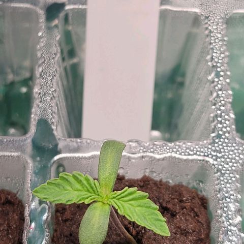 Mimosa x Orange Punch 1 growlog timeline photo