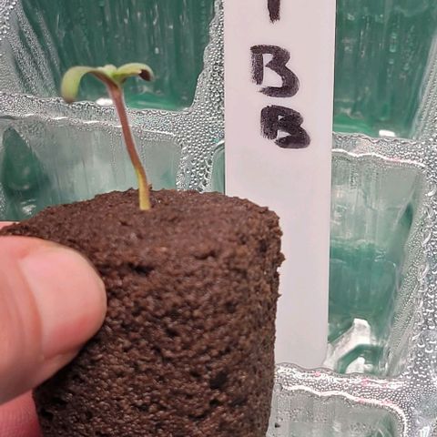 Bling Berry 1 growlog timeline photo