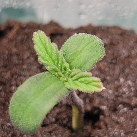 Bling Berry 1 growlog timeline photo