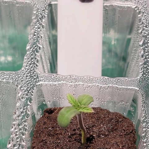 Bling Berry 1 growlog timeline photo