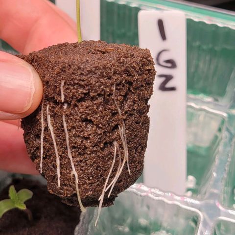 Gorilla Zkittles 1 growlog timeline photo