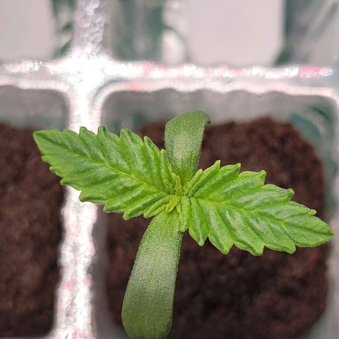 Gorilla Zkittles 1 growlog timeline photo