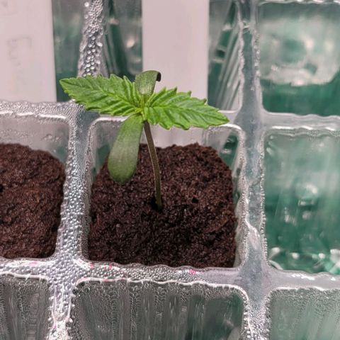 Gorilla Zkittles 1 growlog timeline photo
