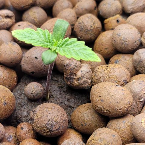 Bling Berry 1 growlog timeline photo