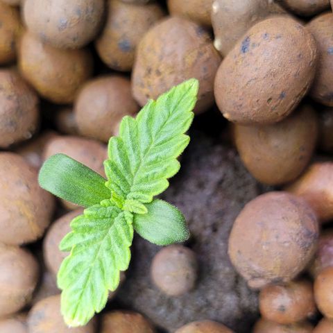 Bling Berry 1 growlog timeline photo