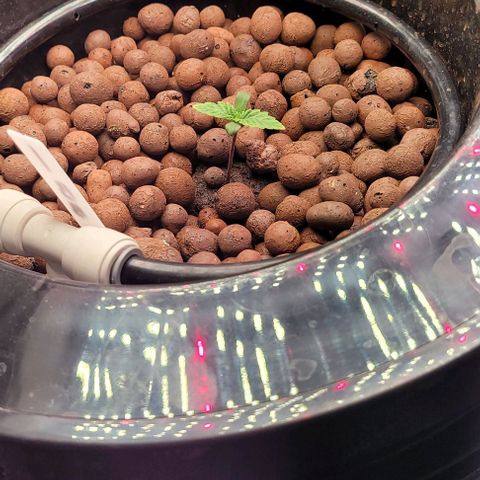 Bling Berry 1 growlog timeline photo