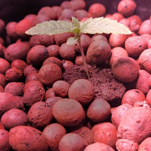 Mimosa x Orange Punch 1 growlog timeline photo