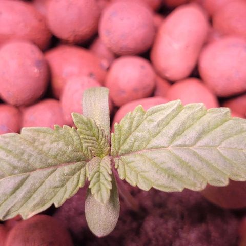 Mimosa x Orange Punch 1 growlog timeline photo