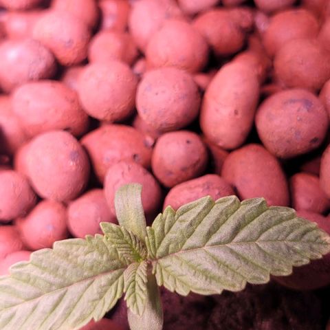 Mimosa x Orange Punch 1 growlog timeline photo