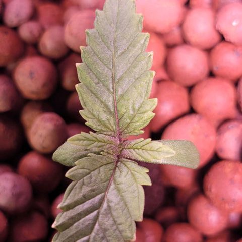 Gorilla Zkittles 1 growlog timeline photo