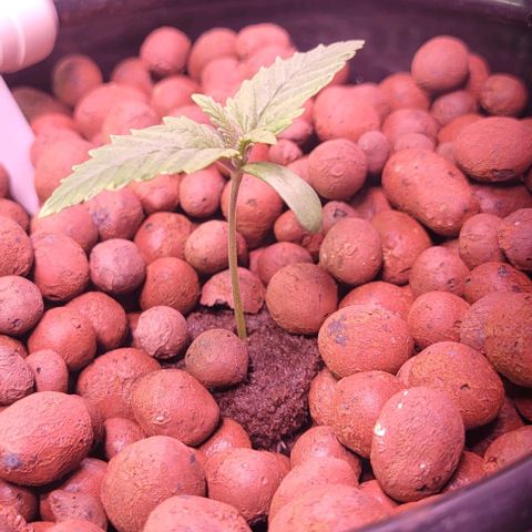 Gorilla Zkittles 1 growlog timeline photo