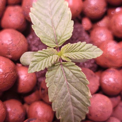Mimosa x Orange Punch 1 growlog timeline photo