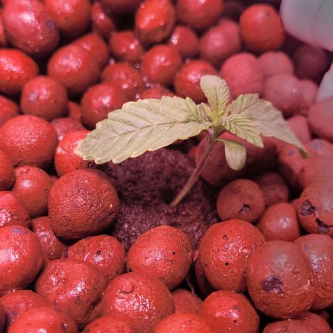 Mimosa x Orange Punch 1 growlog timeline photo