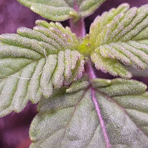 Mimosa x Orange Punch 1 growlog timeline photo