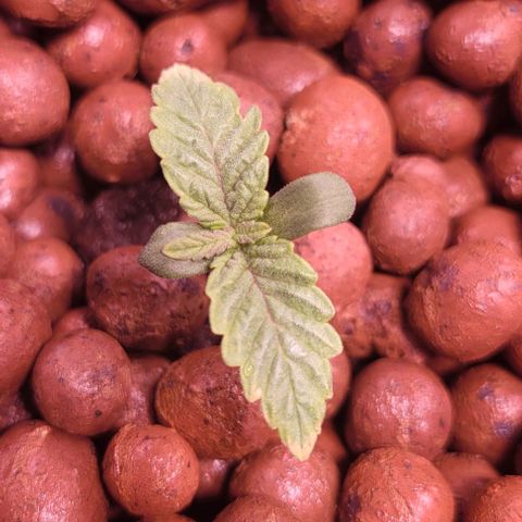 Bling Berry 1 growlog timeline photo