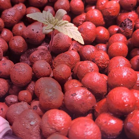 Bling Berry 1 growlog timeline photo