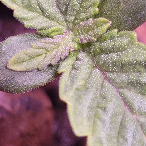 Bling Berry 1 growlog timeline photo