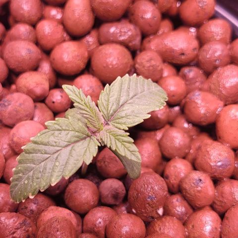 Gorilla Zkittles 1 growlog timeline photo