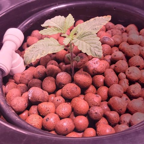 Bling Berry 1 growlog timeline photo