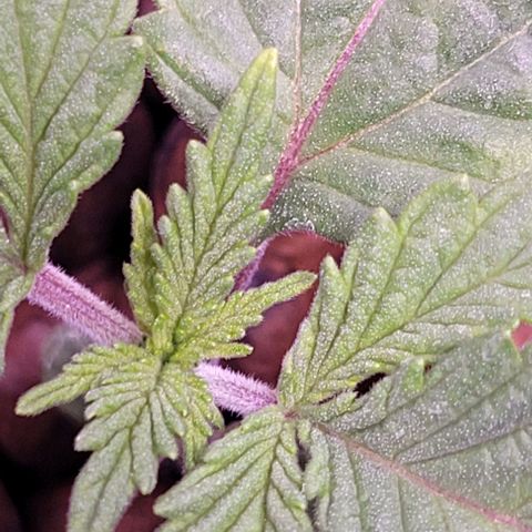 Bling Berry 1 growlog timeline photo
