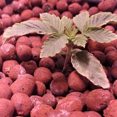 Mimosa x Orange Punch 1 growlog timeline photo