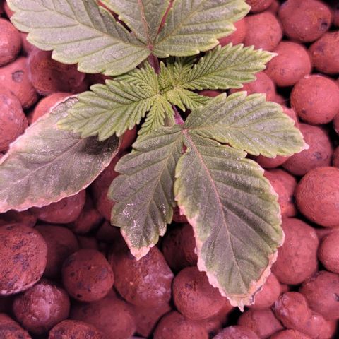 Mimosa x Orange Punch 1 growlog timeline photo