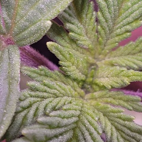 Mimosa x Orange Punch 1 growlog timeline photo