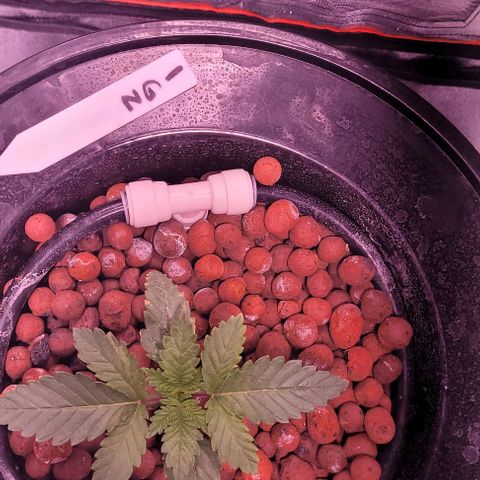 Gorilla Zkittles 1 growlog timeline photo