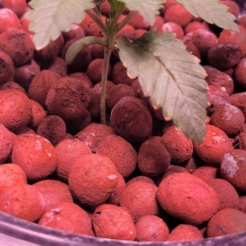 Gorilla Zkittles 1 growlog timeline photo