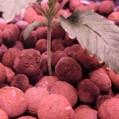 Gorilla Zkittles 1 growlog timeline photo