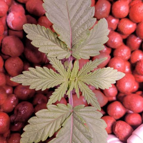 Bling Berry 1 growlog timeline photo