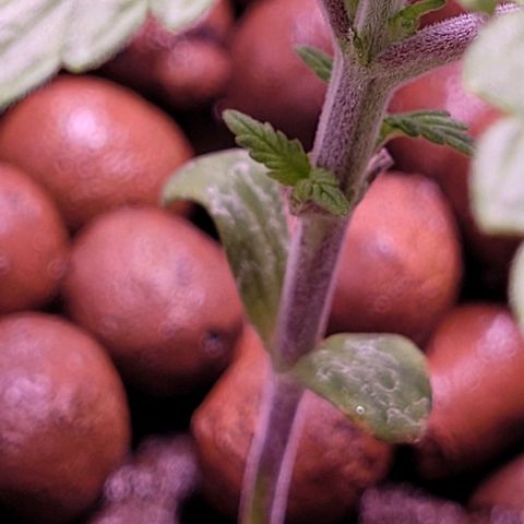 Bling Berry 1 growlog timeline photo