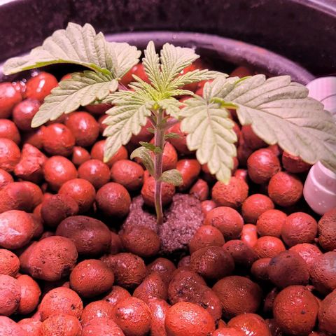 Bling Berry 1 growlog timeline photo