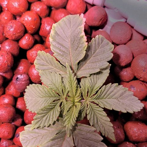 Mimosa x Orange Punch 1 growlog timeline photo